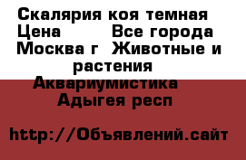 Скалярия коя темная › Цена ­ 50 - Все города, Москва г. Животные и растения » Аквариумистика   . Адыгея респ.